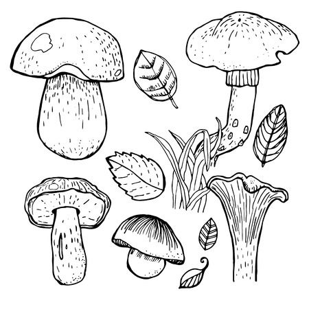 Set of different mushrooms.のイラスト素材