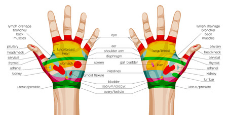 acupuncture hands scheme. vector illustrationのイラスト素材