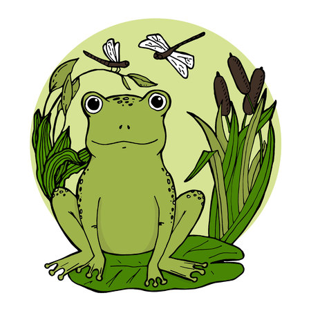 Frog in swamp at lily leaf in canes with dragonflies. Vector illustrationのイラスト素材