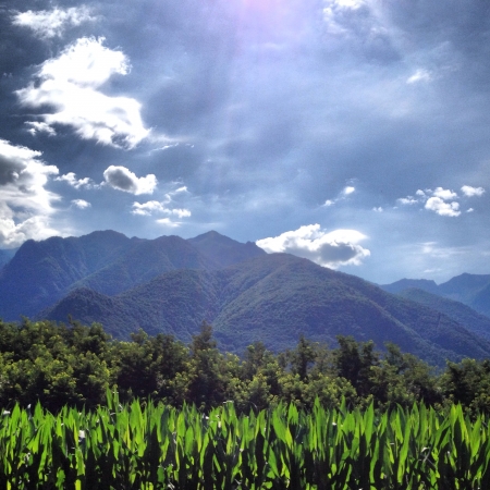 Overlapping green nature elementsの素材