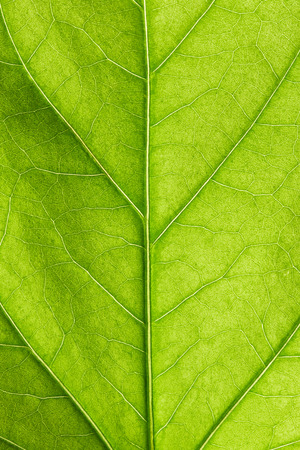 Green leaf close up Green leaf close up