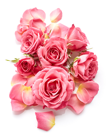 Pink roses isolated on white background