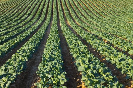 Cabbage crop being grown in fertile California growing fields. の写真素材