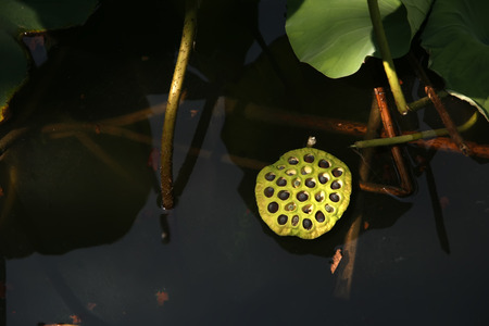 Water Lotusの写真素材