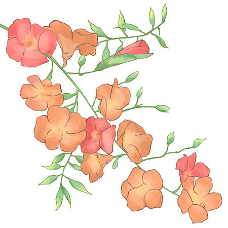 Chinese trumpet vineのイラスト素材