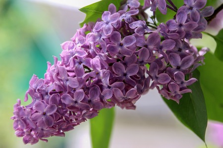 lilac flowering at the springtimeの写真素材