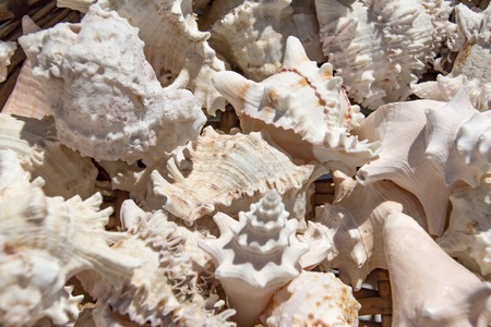 Seashells background, macro shot of beautiful seashells.の写真素材