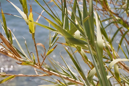 the reed texture against blue water backgroundの写真素材