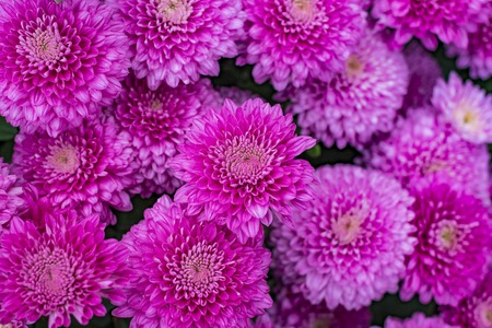 Purple chrysanthemum flowers in the garden. background.の写真素材