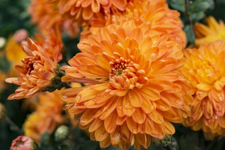 orange chrysanthemum flowers in the garden. background