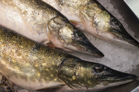 Three Pike laying on the ice in a supermarket. Fresh fish in a fish shop.の写真素材