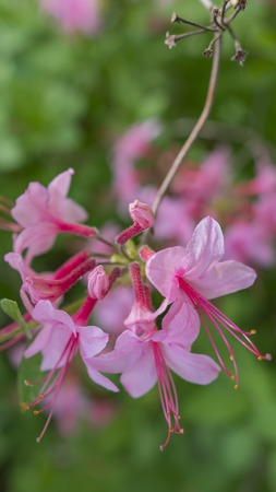 Blooming beautiful pink rhododendrons in the garden. Macroの写真素材