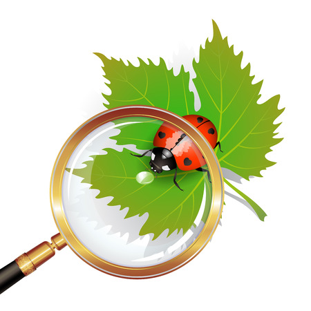 Vector illustration of a ladybug on leaf seen by a magnifying glassのイラスト素材