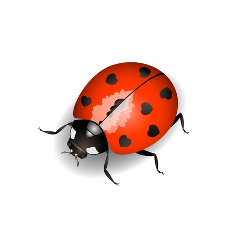Vector illustration of a ladybug with hearts on back のイラスト素材