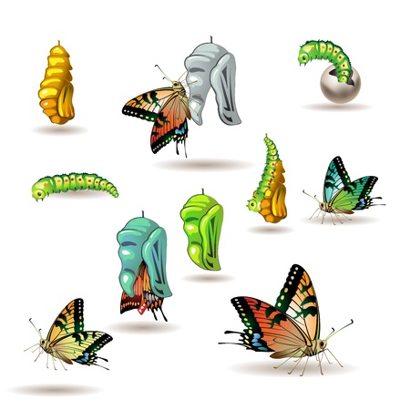 Butterfly stages with cocoon on white backgroundのイラスト素材