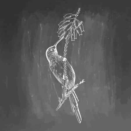 Hummingbird. White bird sketch isolated on black background.  drawing of colibri for greeting card, invitation, print, web project. Hand drawn illustration. Blackboard and chalk board imitationの写真素材