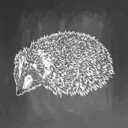 Realistic hedgehog drown on chalkboard.  illustration on blackboard. Animal sketch. EPS 10.  drawing of animal for greeting card, invitation, print, web project. Hand drawn illustrationの写真素材