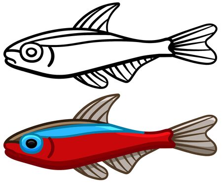 Cardinal tetra fish in colored and line versions. White background, vector.のイラスト素材