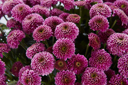 huge Chrysanthemum Santini bouquet isolated on white background. luxury Bouquet for valentines day....