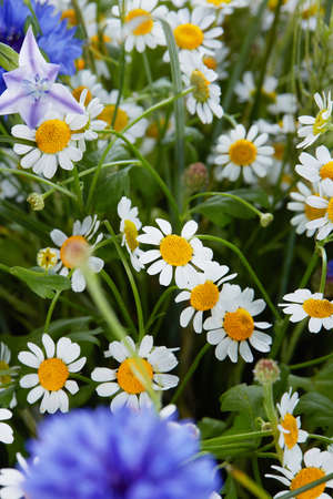 a wedding bouquet isolated on white. Fresh, lush bouquet of colorful flowers. Close upの写真素材
