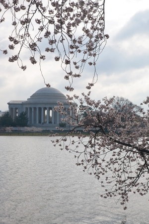Cherry Blossom Festival in Washington DC.の写真素材