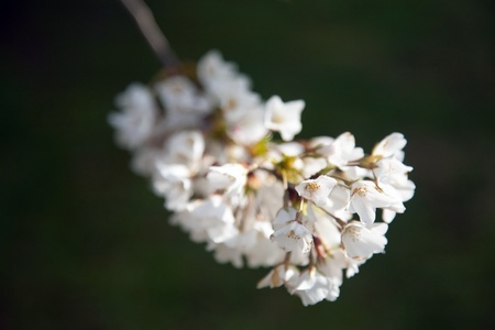 Cherry Blossom Festival in Washington DC.の写真素材