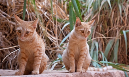 Two orange wild cats の写真素材