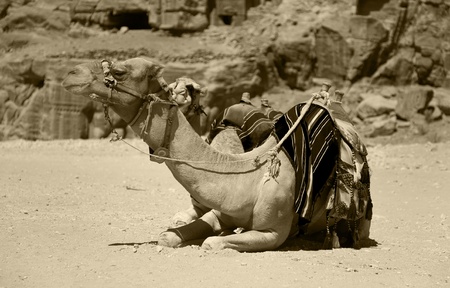 A camel in Petra, Jordan の写真素材