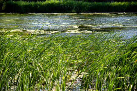 Refreshing May season with Japan breeze, waterside and reed grassの写真素材