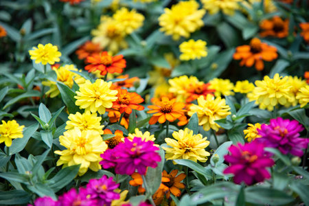 Colorful cute flowers such as yellow, peach, orangeの写真素材