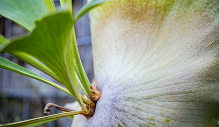 It looks like a tropical plant.の写真素材