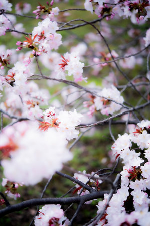 Cherry blossoms are bloomingの写真素材