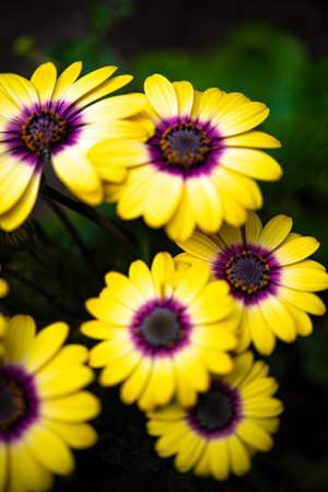 Pretty yellow flowersの写真素材