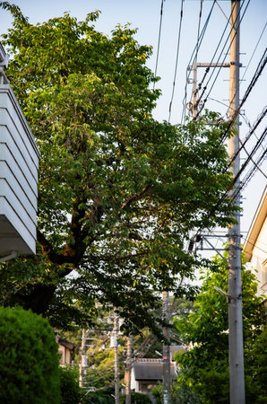Daily life in a residential area in the suburbs of Tokyoの写真素材