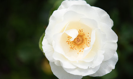 White rose in the garden. Soft focus, shallow DOF.の写真素材