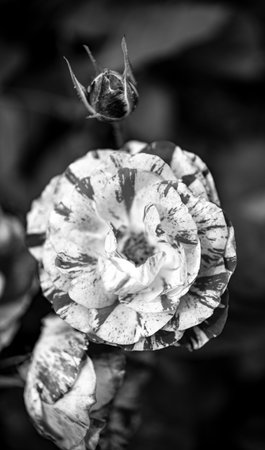 Black and white photo of beautiful flower in the garden. Nature background.の写真素材