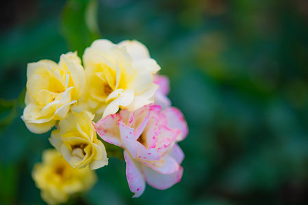 Roses in the garden, Roses are beautiful with a beautiful sunny day.の写真素材