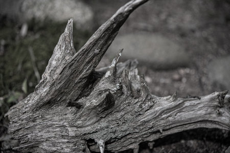 Close-up of an old tree stump in black and white.の写真素材