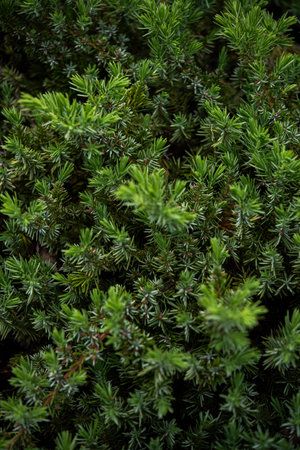 Juniper branches background. Juniperus orientalis, evergreen shrub.の写真素材