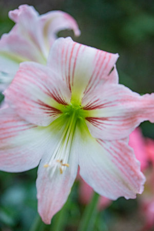 Amaryllis (Hippeastrum) in the gardenの写真素材
