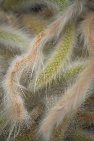 Close up of a cactus with long thorns, selective focusの写真素材
