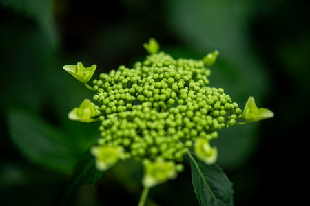These are natural hydrangeas during the rainy season in early summer.の写真素材