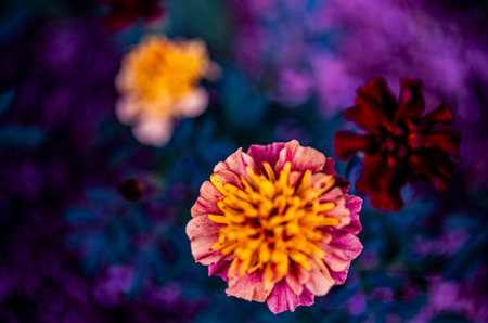 A fantastical and fairytale-like flower bedの写真素材