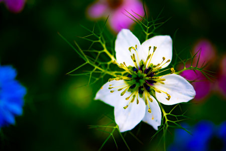 Close up of a beautiful white flower on a green background in a gardenの写真素材