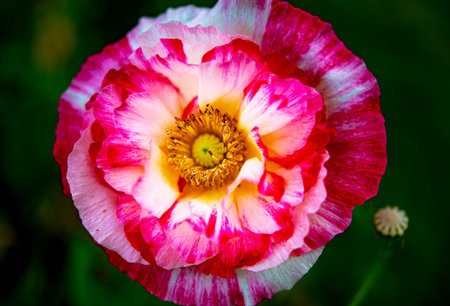 Pink and white poppy flower in the garden. Close-up.の写真素材