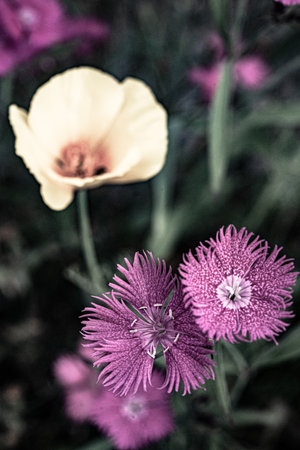 Low key flower photoの写真素材