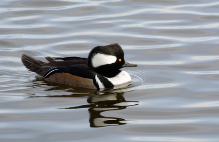 hooded merganser duck swimming in lakeの写真素材