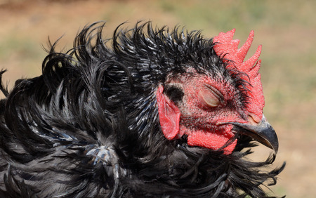 Black Frazzle rooster sleeping in sunlightの写真素材