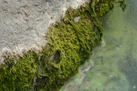 Close up of algae on rock in lakeの写真素材