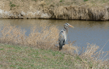 Great Blue Heron (Ardea herodias)